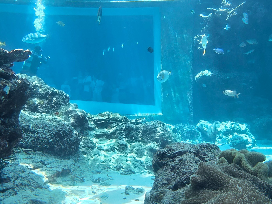 冲绳美之海水族馆-本部町必去景点