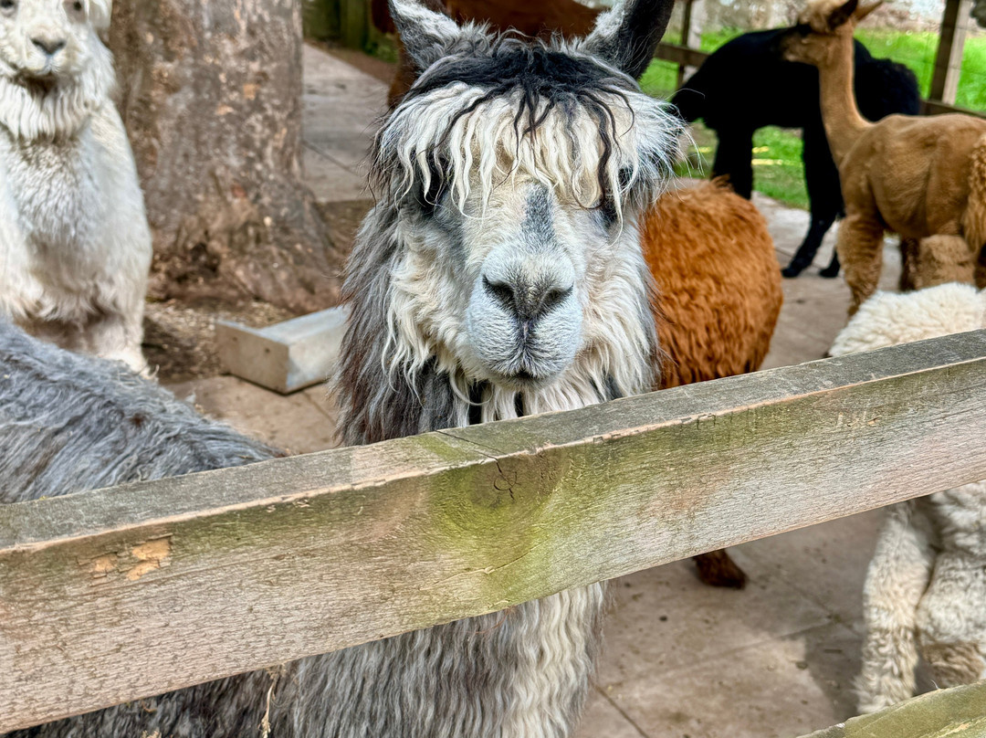 John Muir Alpacas-Dunbar必去景点