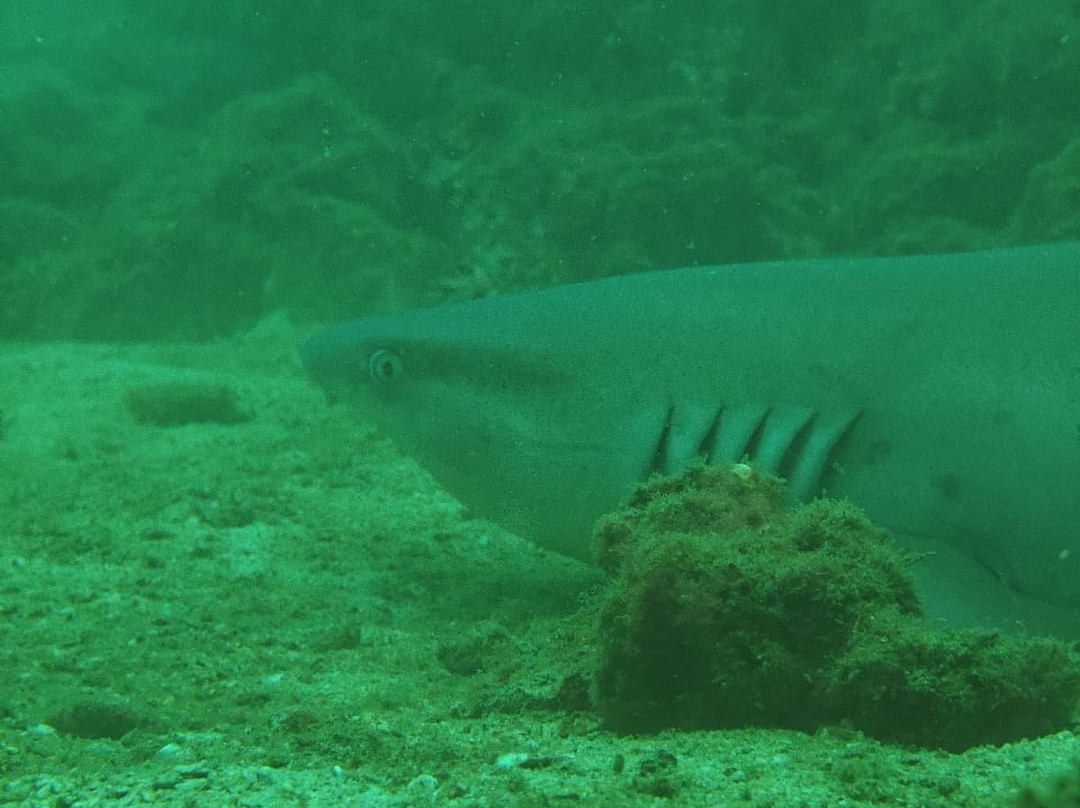 SCUBA Diving at Summer Salt Dive Center-Playas del Coco必去景点