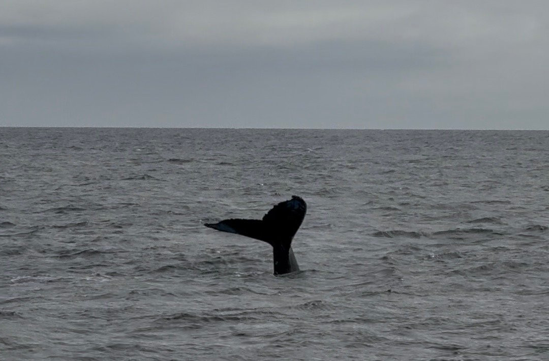 Bar Harbor Whale Watch Co.-巴港必去景点