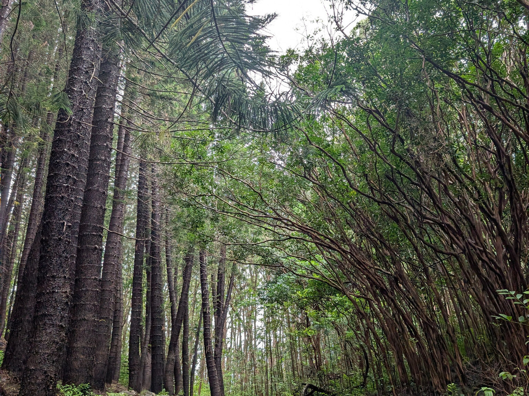 Waiheʻe Ridge Trail-Waihee必去景点