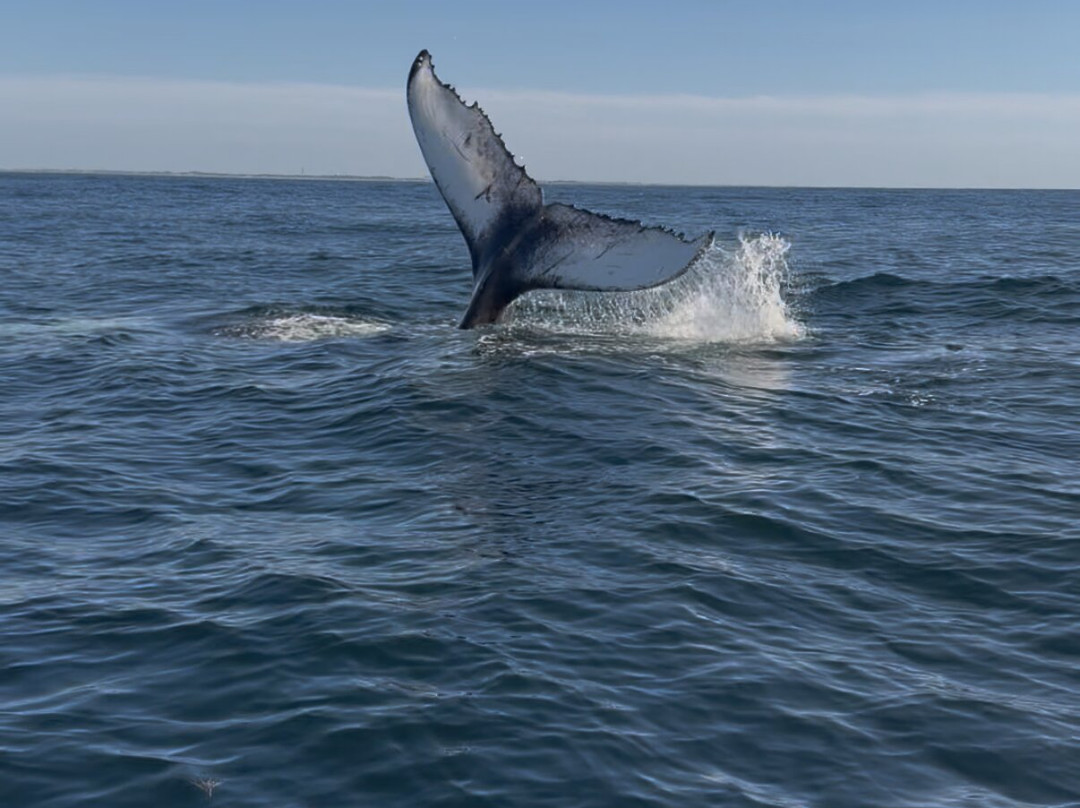 Monomoy Sportfishing-查塔姆必去景点