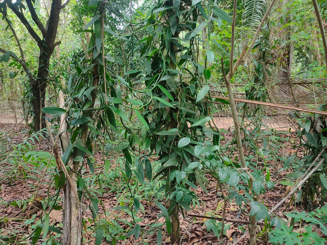 Shabuta Spice Farm-石头城必去景点