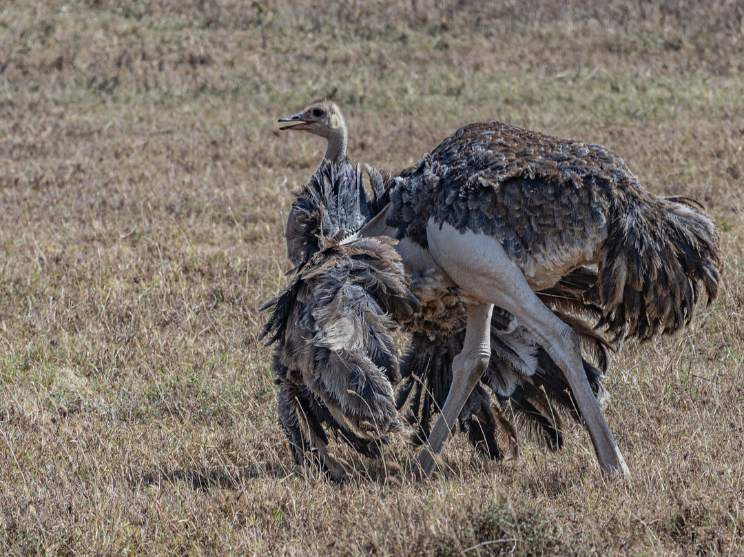 Ngorongoro Crater-恩戈罗恩戈罗保护区必去景点