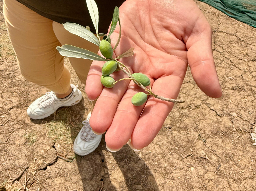 Olive Oil Experience Crete-Peza必去景点