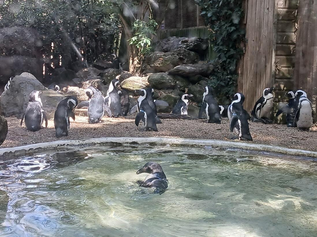Zoo des Sables-莱萨布勒多洛讷必去景点