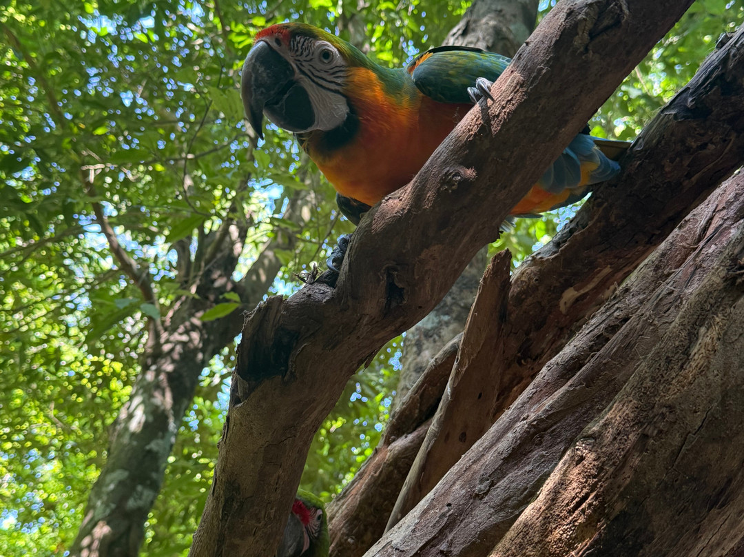 Akumal Monkey Sanctuary & Rescued Animals-艾库玛尔必去景点