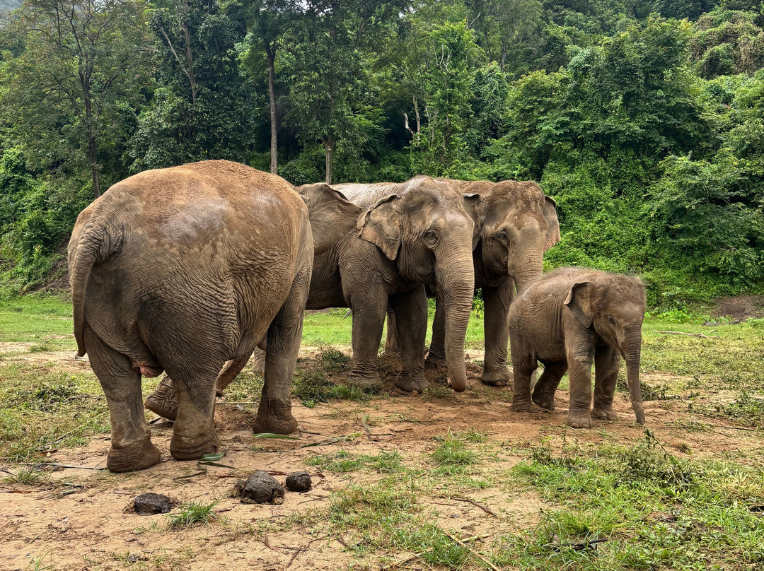 New Elephant Home-Kuet Chang必去景点