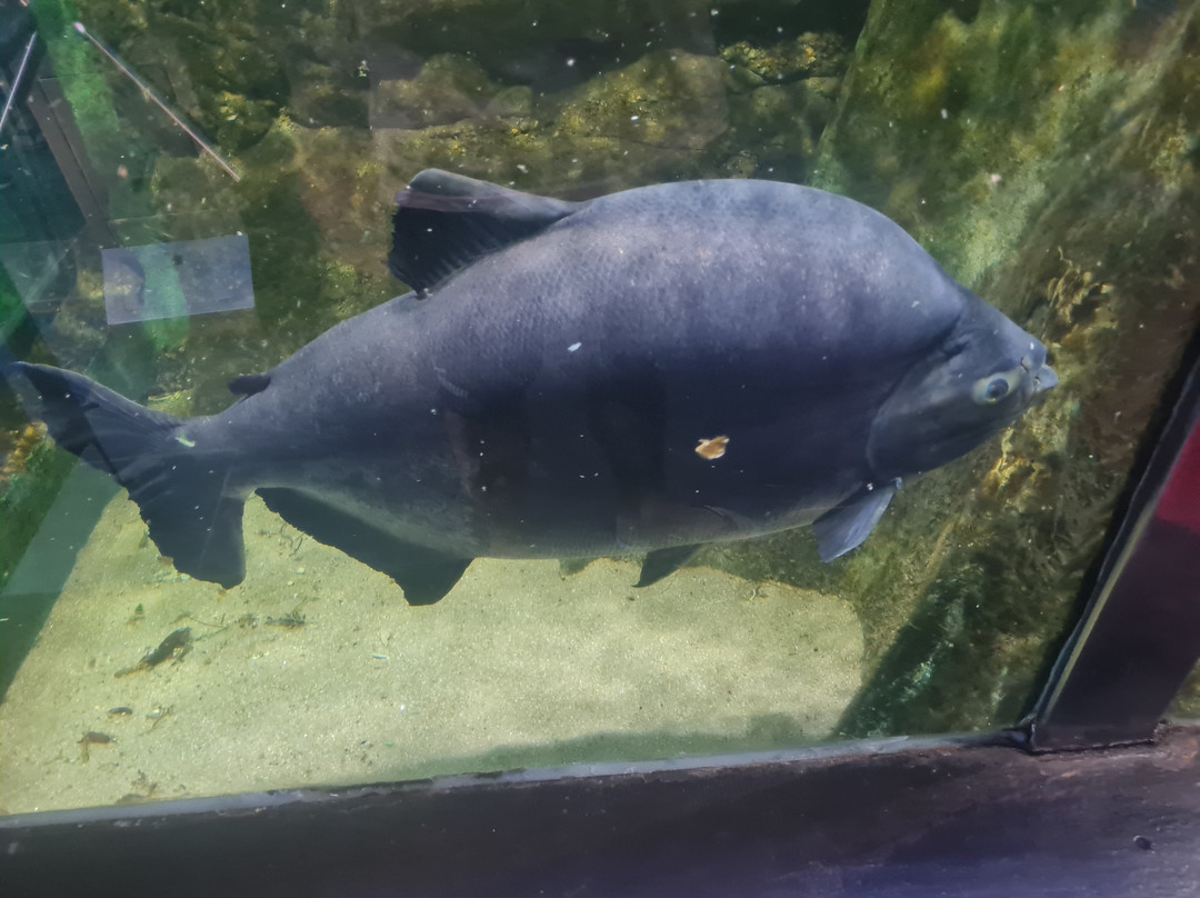 Ubatuba Aquarium-乌巴图巴必去景点