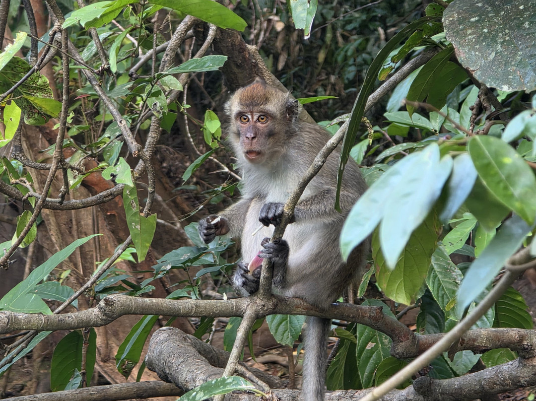 Borneo Eco Tours-亚庇必去景点