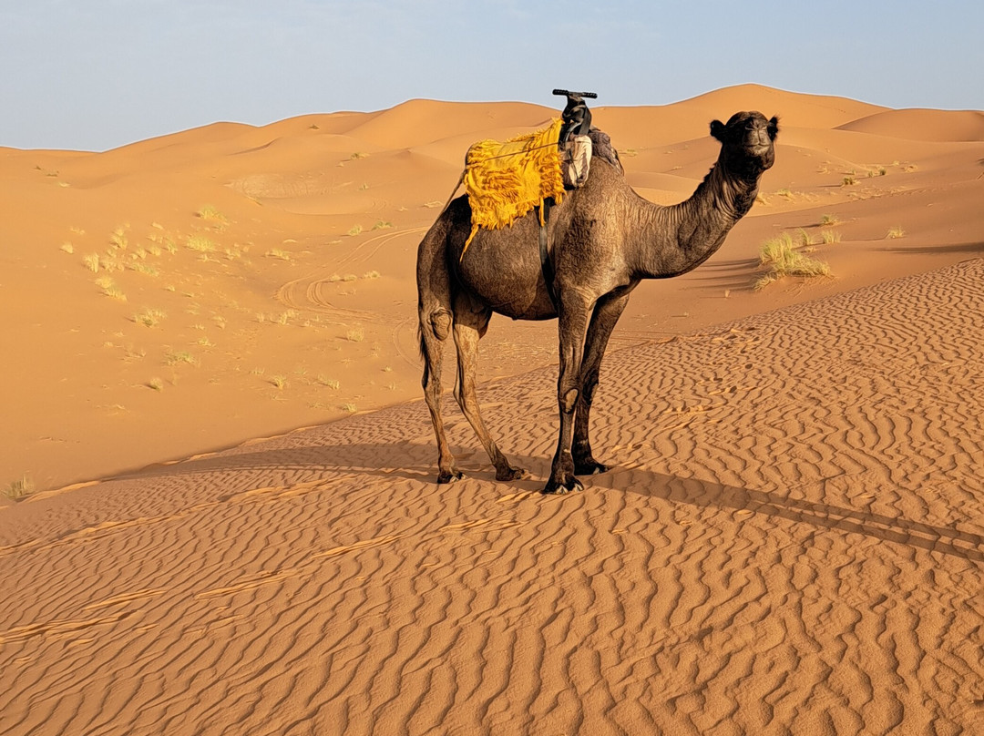 Morocco Colourful Tours-卡萨布兰卡必去景点