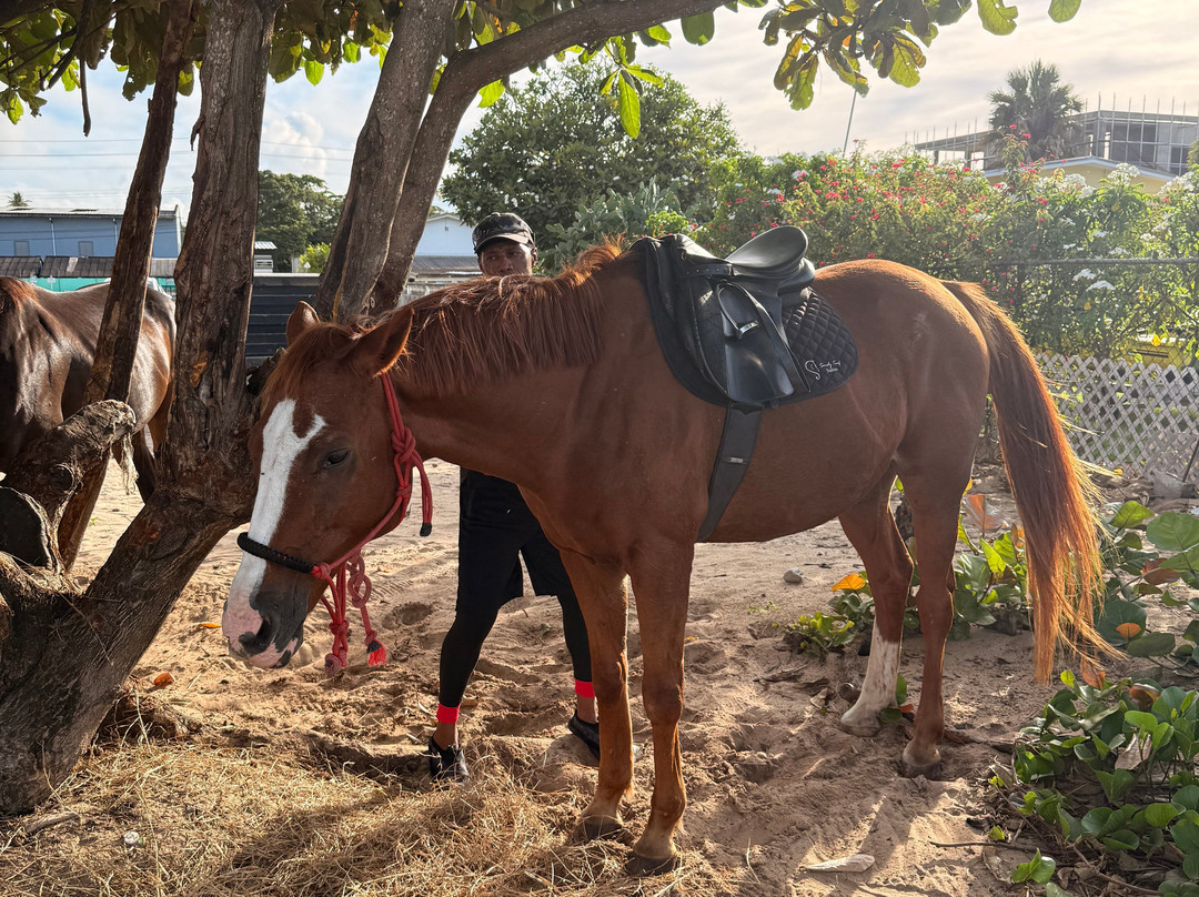 Sandy Turf Stables Barbados-Frere Pilgrim必去景点