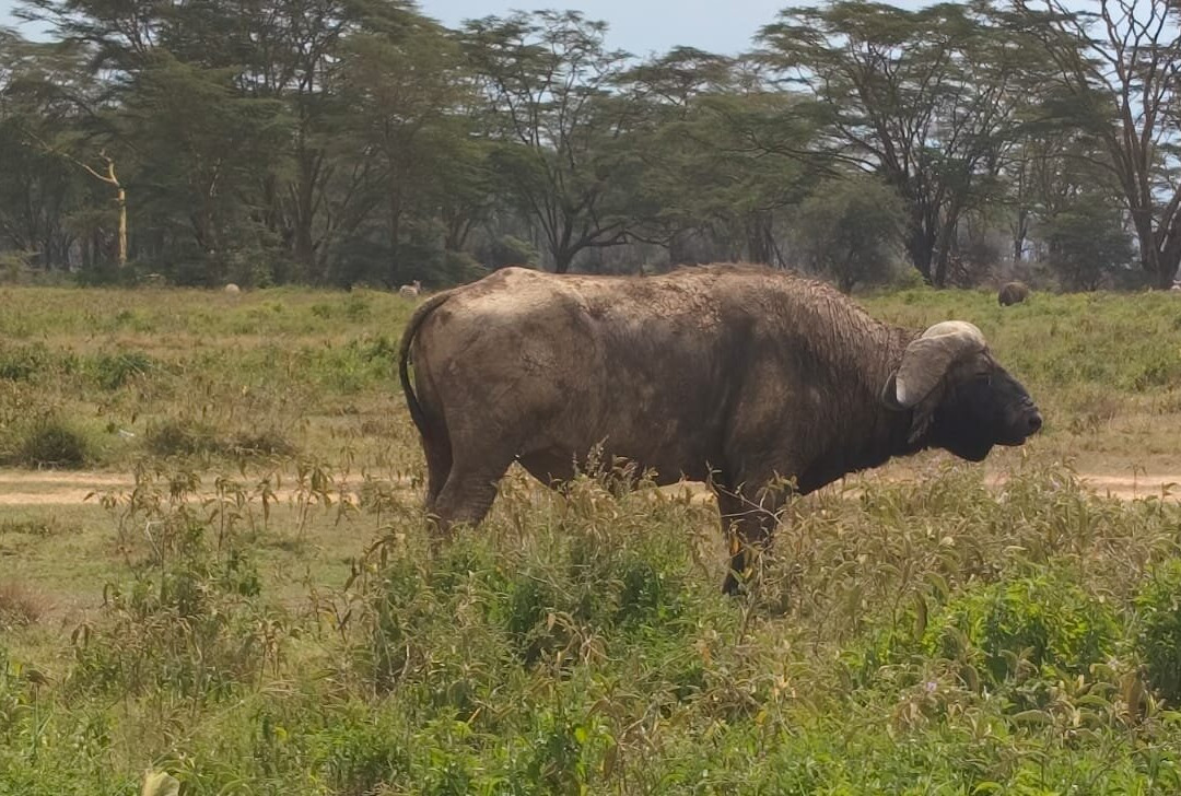 Maasai Mara Safaris-内罗毕必去景点