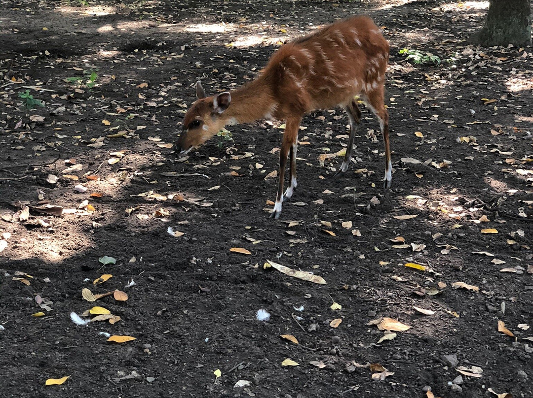 Zoolandia - Le Parc Zoologique Et Botanique De Brazzaville
