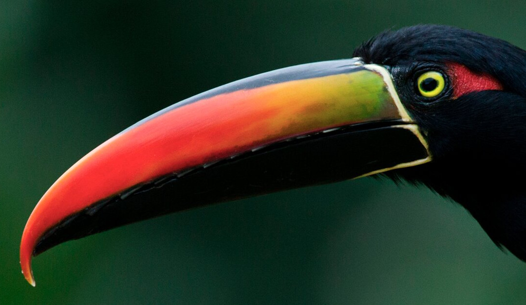 Birding Spots Manuel Antonio景点图片