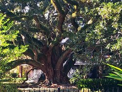 Seven Sisters Live Oak-Mandeville必去景点