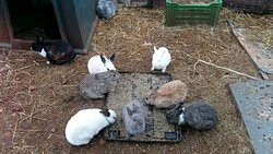The Bunny Hop Haven景点图片