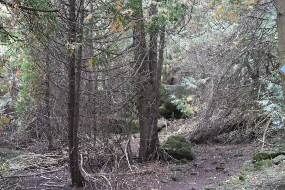 Pattawatomi Memorial Forest-Owen Sound必去景点