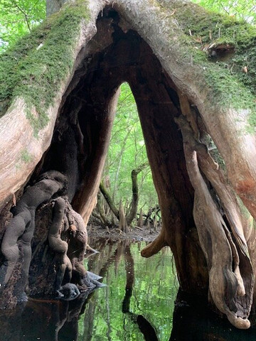 Backwater Expeditions-Rincon必去景点