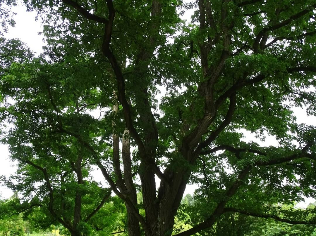 Botanischer Garten-马堡必去景点