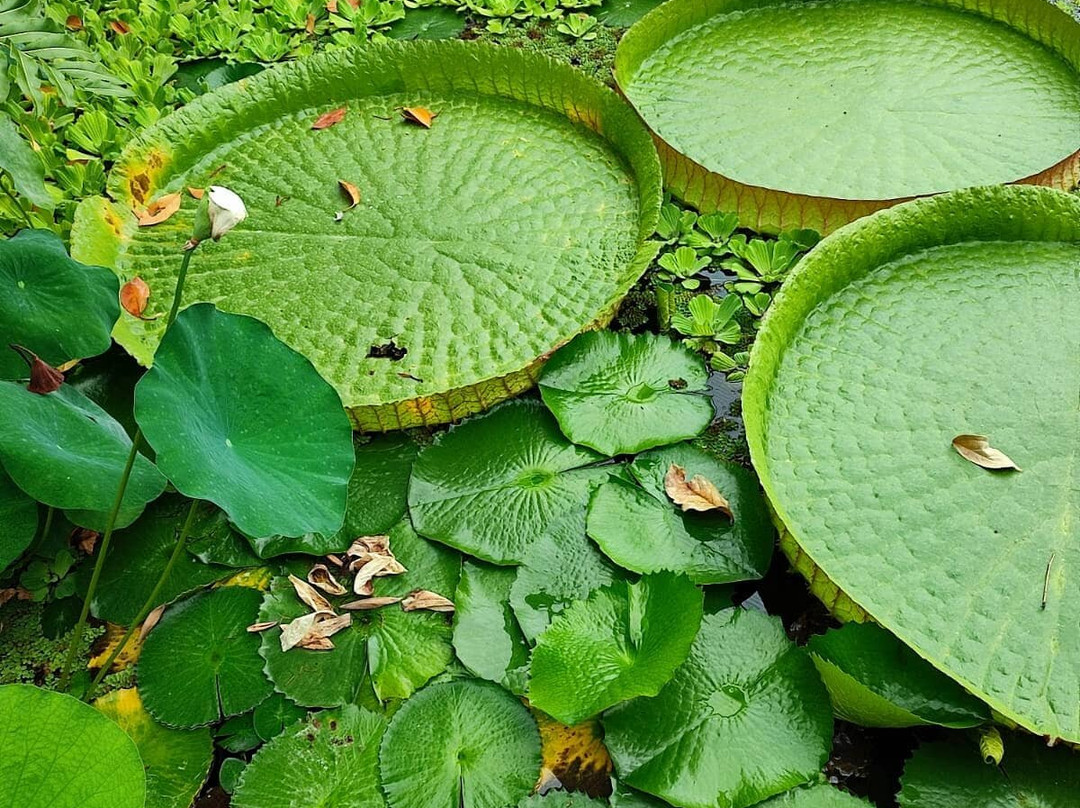 Botanischer Garten-马堡必去景点
