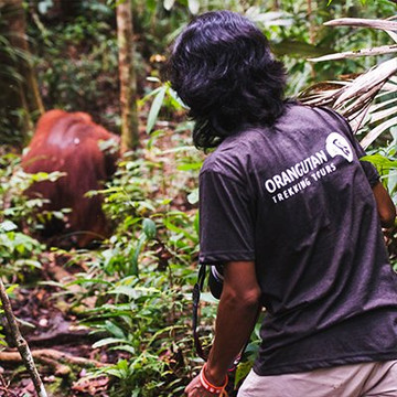 Orangutan Trekking Tours