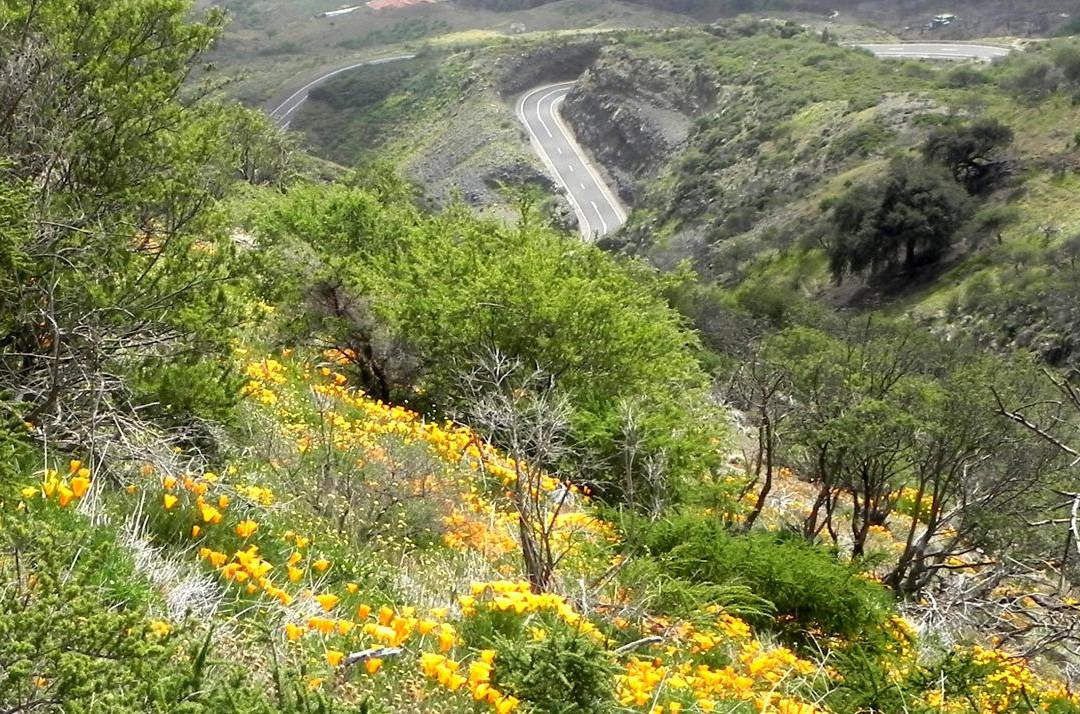 Arafo旅游景点-Die Goldmohnwiesen
