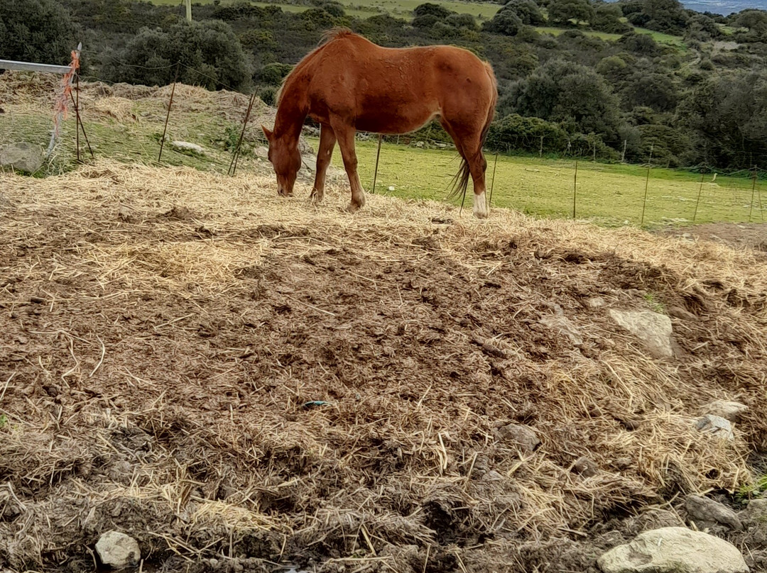 Agriturismo Nuraxi e Pinna