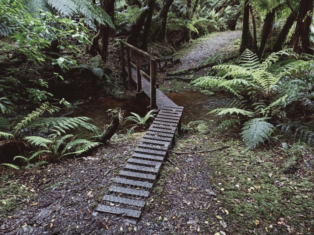 Fern Gully Trail景点图片