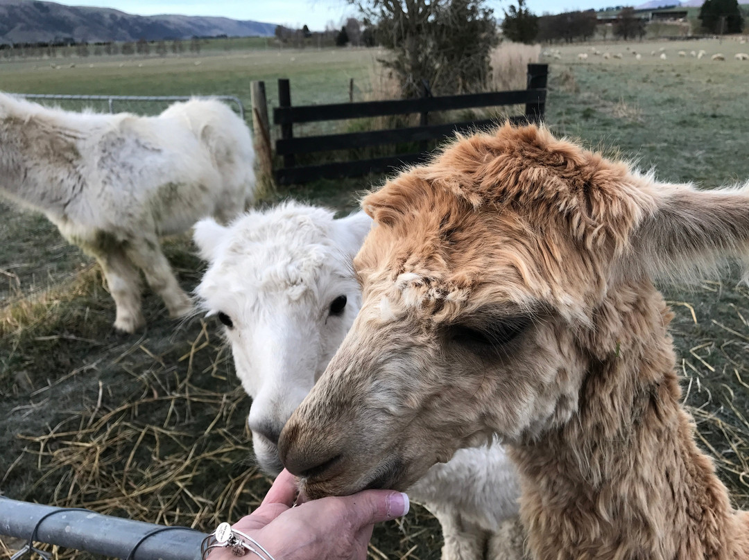 Shear-vue Farmstay