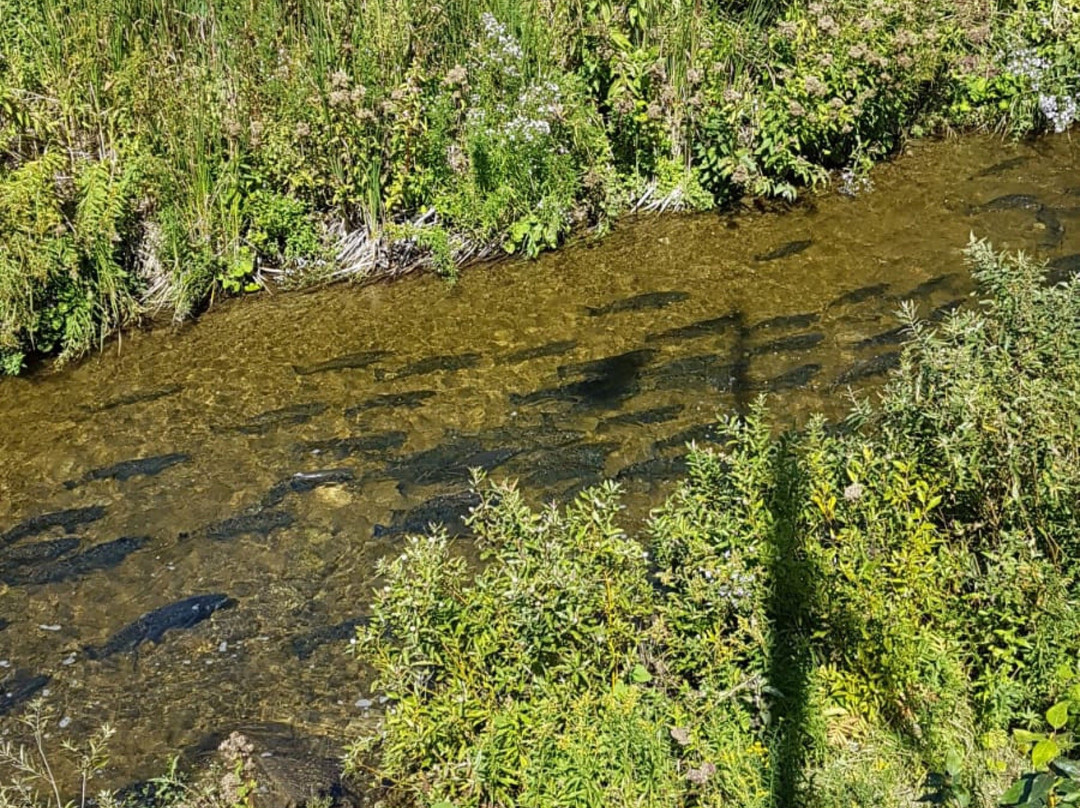 Cobourg Conservation Area景点图片