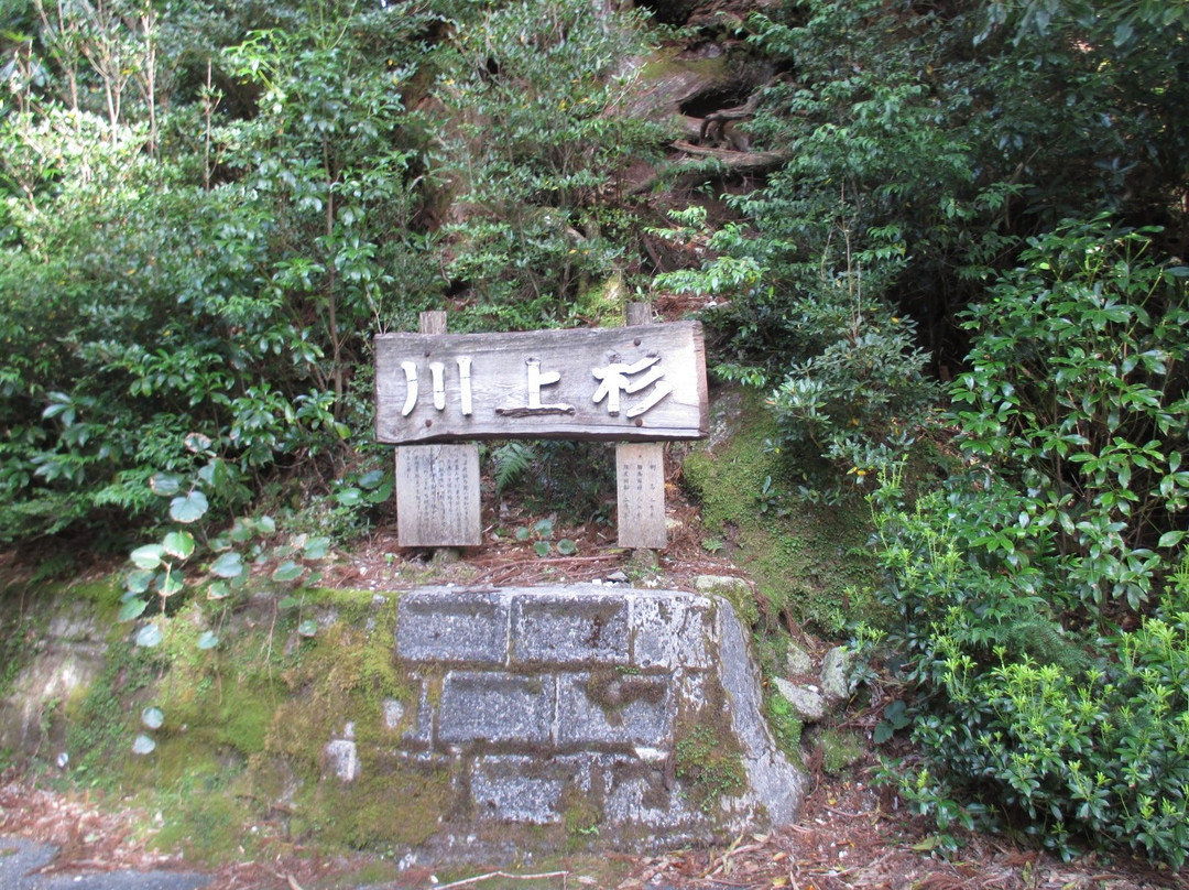 Kawakamisugi-屋久岛町必去景点