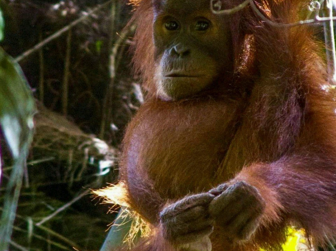 Ketambe Jungle Experience with Iwan and Team