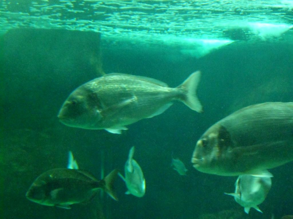 孔卡尔诺旅游景点-Marinarium