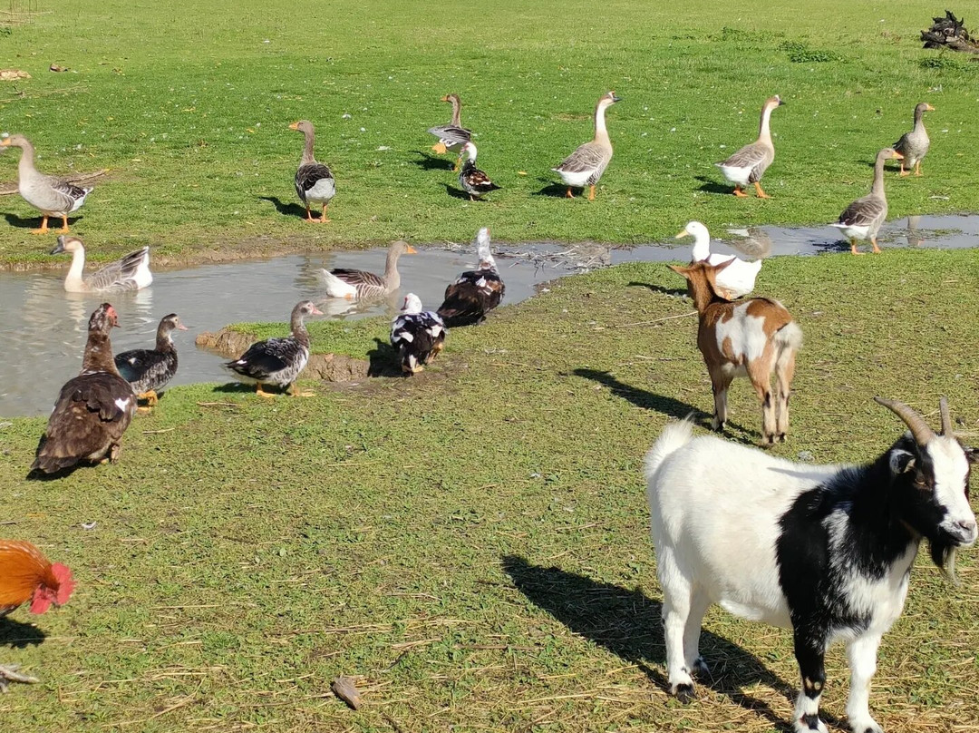 Gite canard