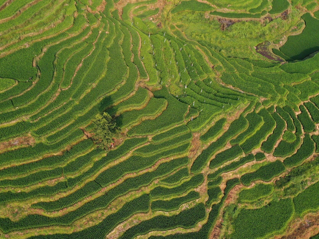 加榜梯田景点图片