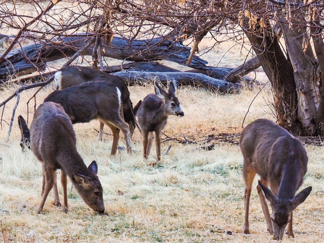Grotto Trail-锡安国家公园必去景点