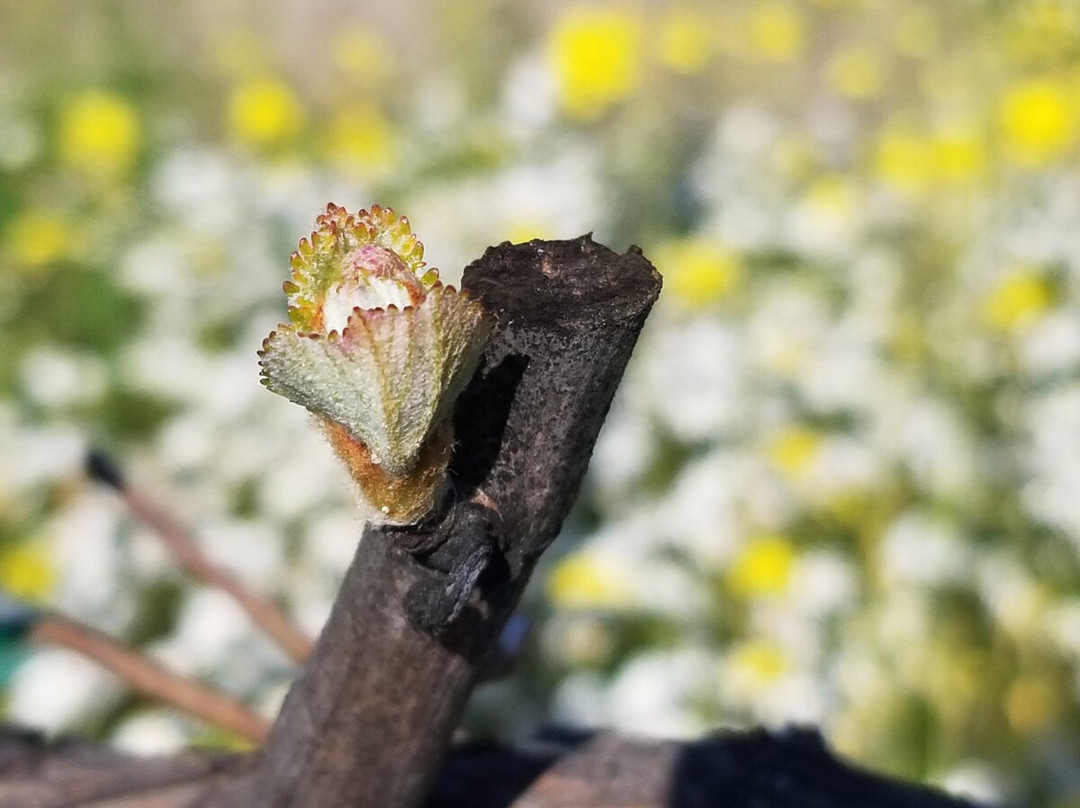 Mill Creek Vineyards and Winery景点图片