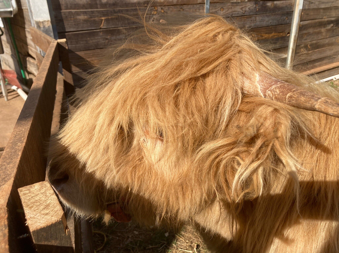 Spring Haven Farm-教堂山必去景点