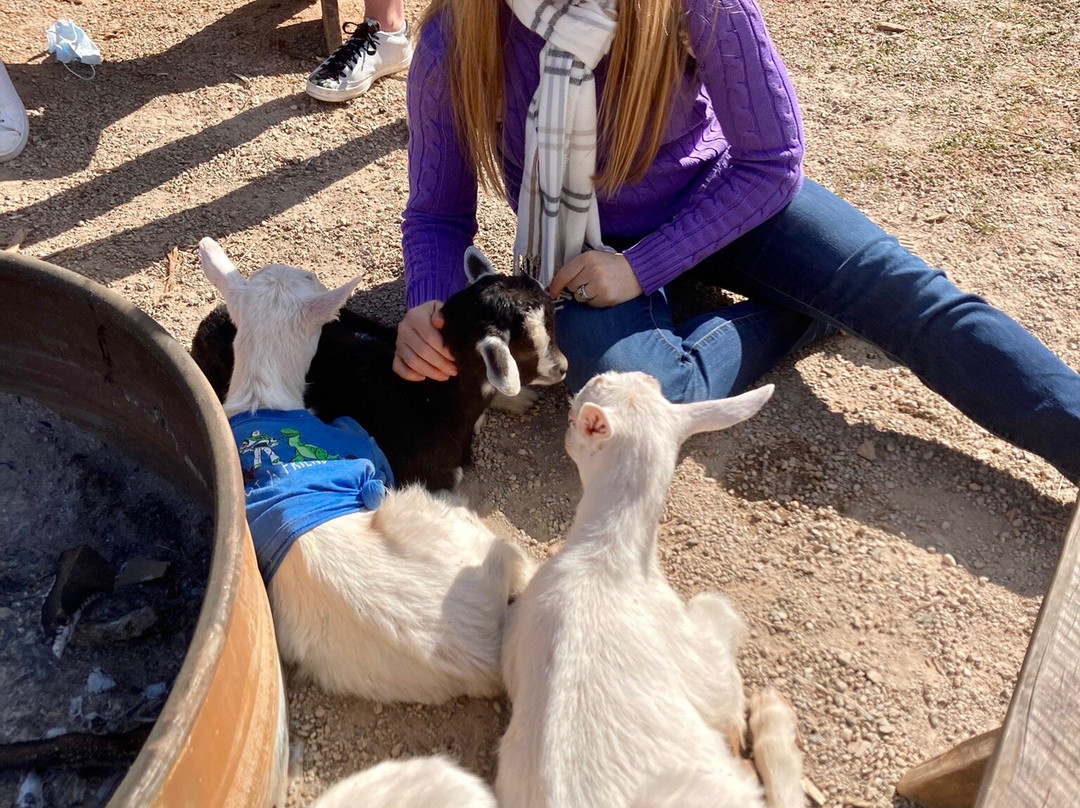 Spring Haven Farm-教堂山必去景点