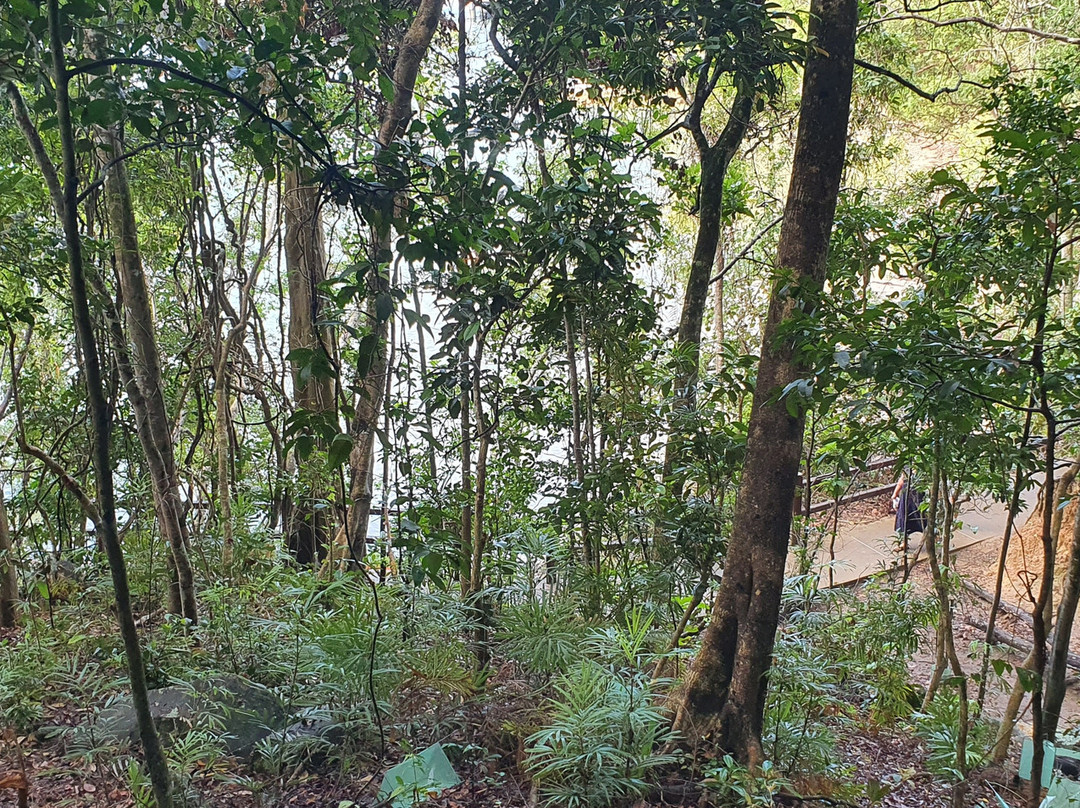 Rainforest Track-伯利角必去景点