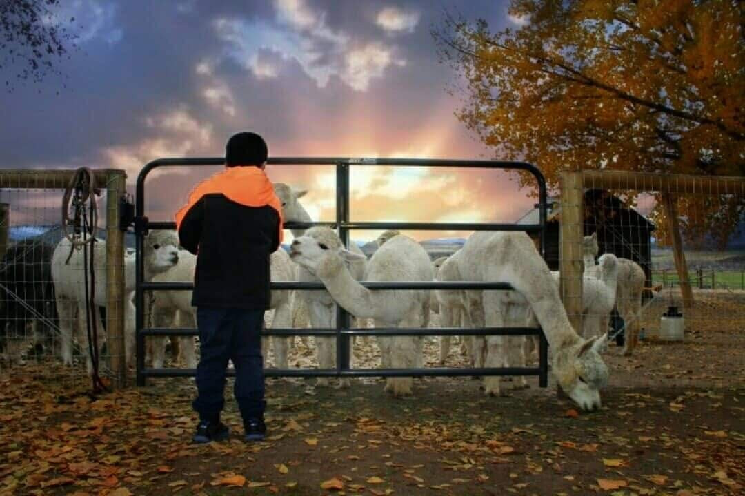 Sopris Alpaca Farm & Boutique-Silt必去景点