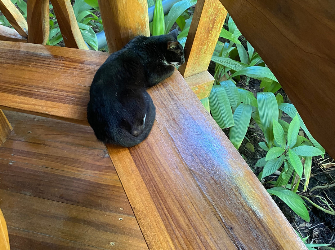 La Costa de Papito主图