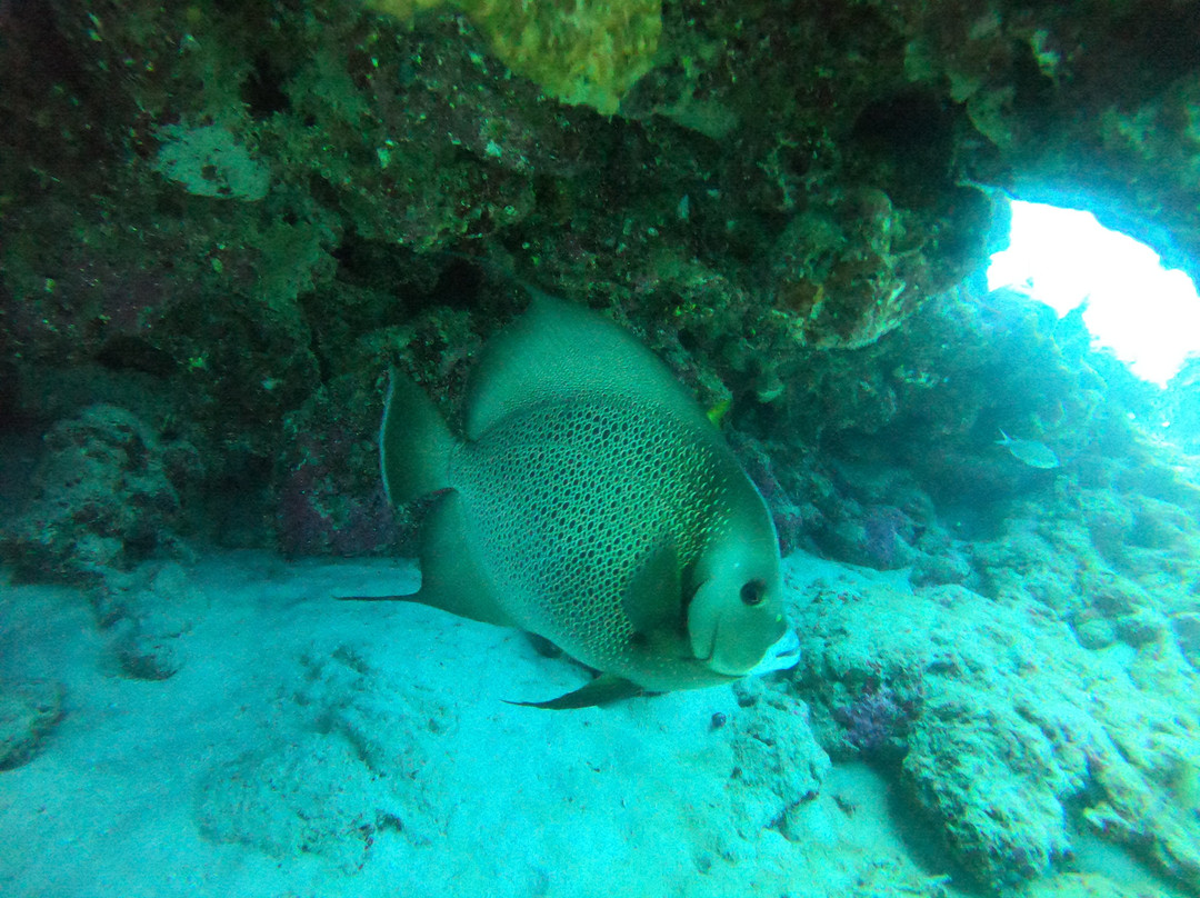 Splashdown Divers-博因顿海滩必去景点