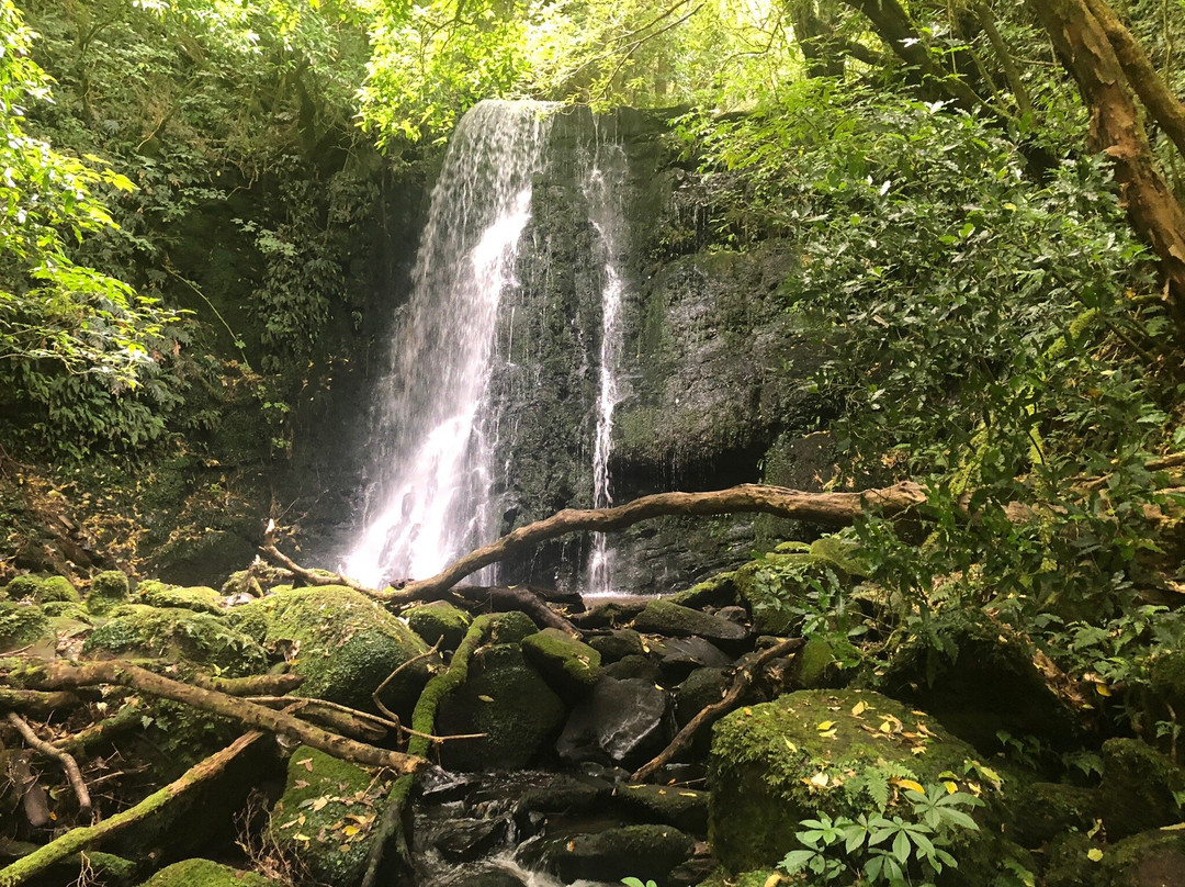 Matai Falls Walk景点图片