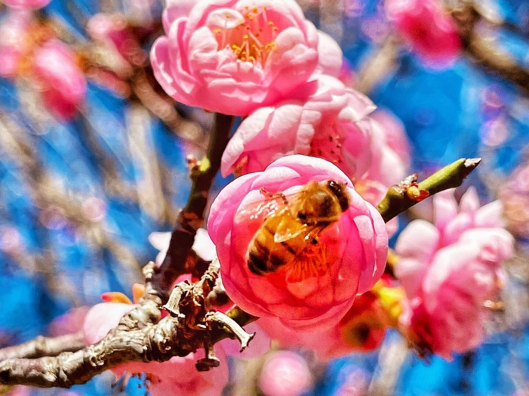 Schabarum Regional Park-罗兰岗必去景点