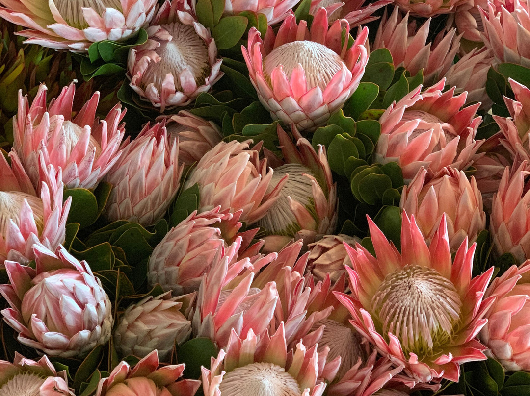 Yelverton Protea Farm景点图片