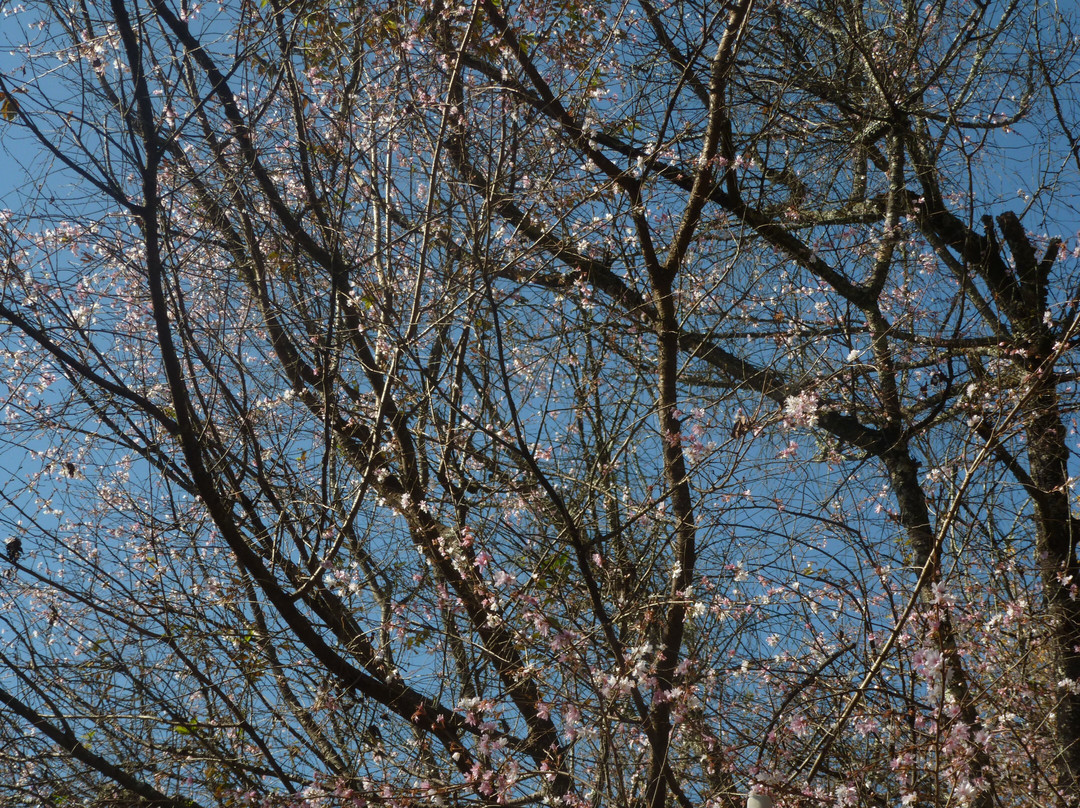 Jomine Park-神川町必去景点