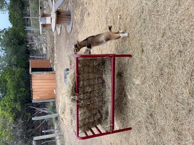 Silver Spur Ranch-Bandera必去景点