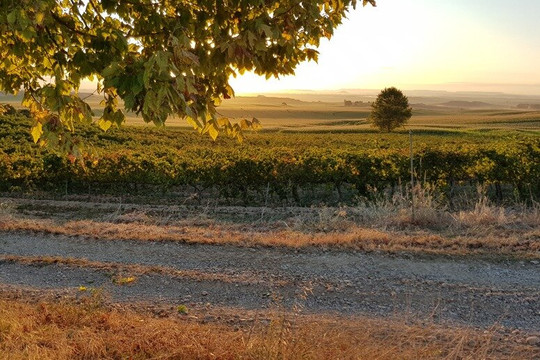 Bodegas Monte Odina, SLU-Selgua必去景点